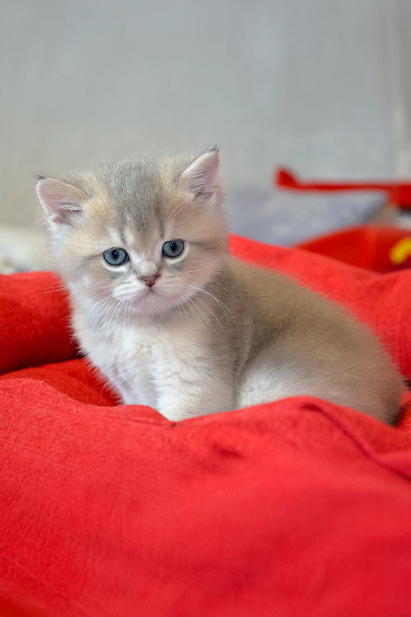 Mark | Scottish Straight Kitten