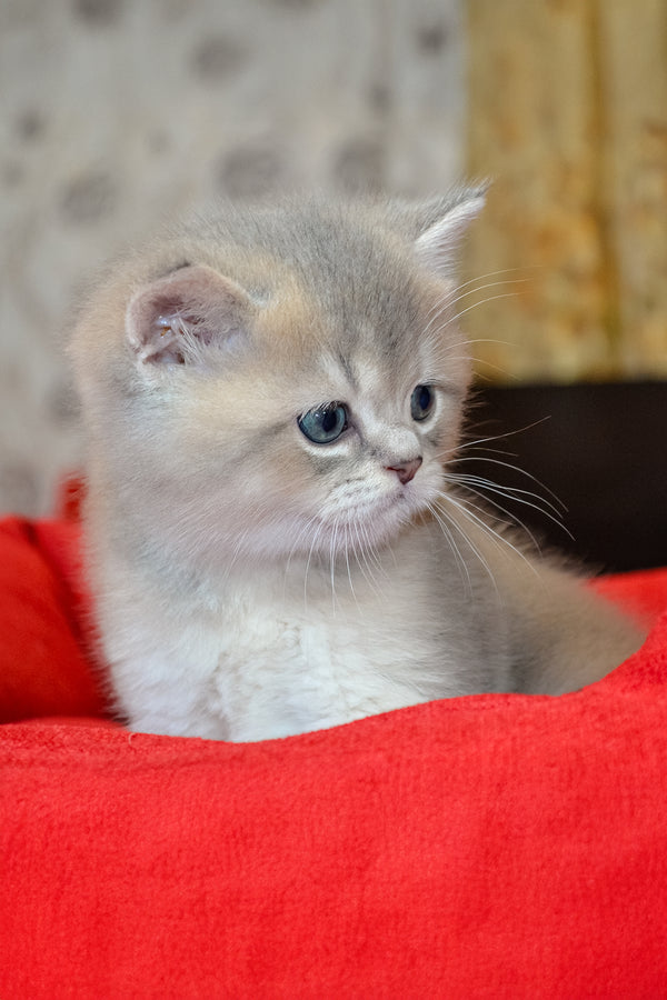 Mark | Scottish Straight Kitten