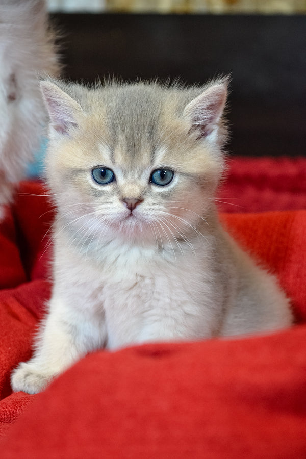 Mark | Scottish Straight Kitten