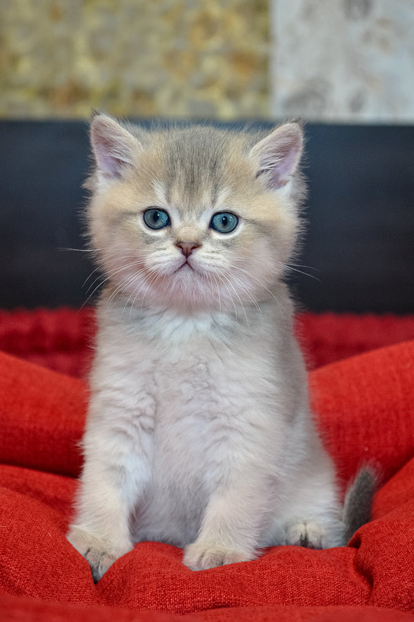 Mark | Scottish Straight Kitten