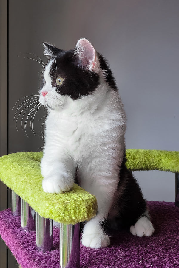 Mark | Scottish Straight Kitten