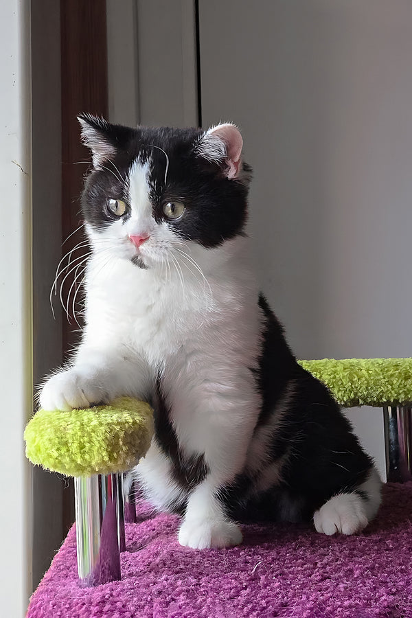Mark | Scottish Straight Kitten