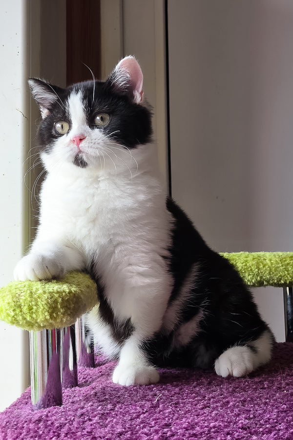 Mark | Scottish Straight Kitten