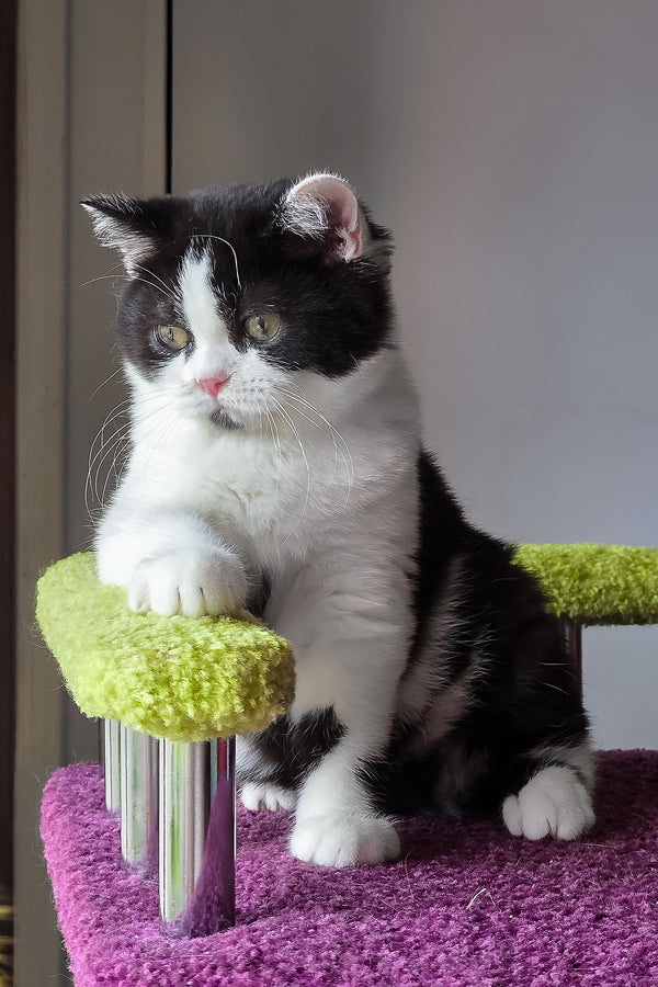 Mark | Scottish Straight Kitten