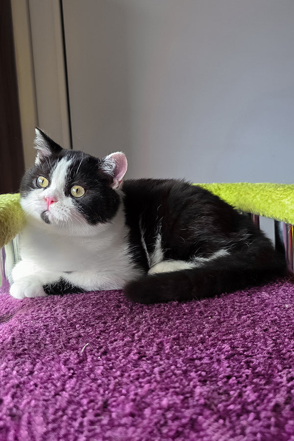 Mark | Scottish Straight Kitten
