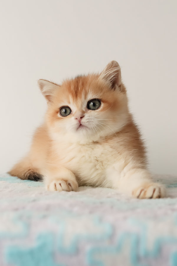 Markiz | British Shorthair Kitten