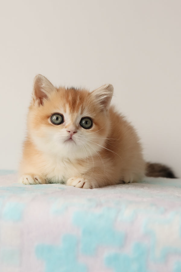Markiz | British Shorthair Kitten