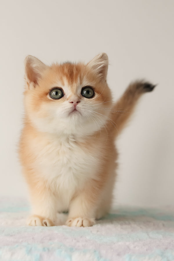 Markiz | British Shorthair Kitten