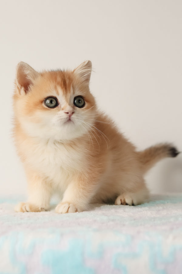Markiz | British Shorthair Kitten