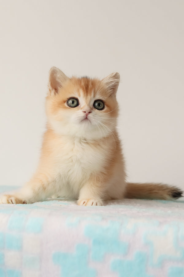 Markiz | British Shorthair Kitten