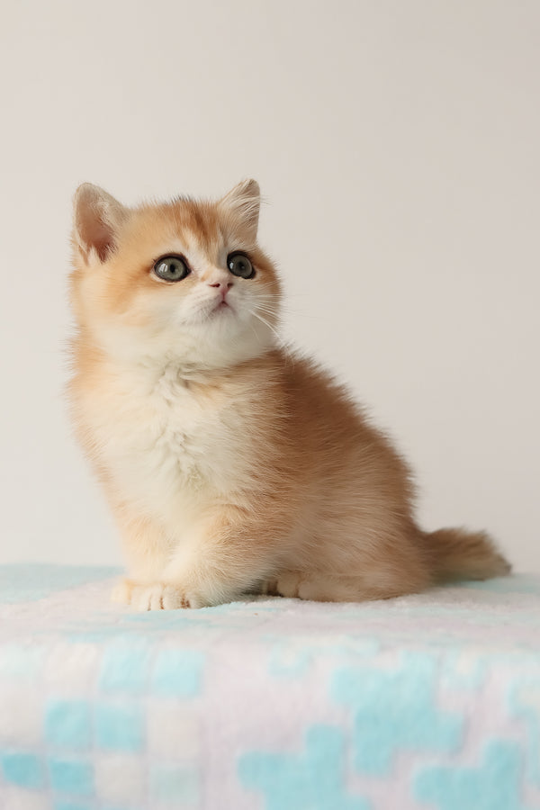 Markiz | British Shorthair Kitten