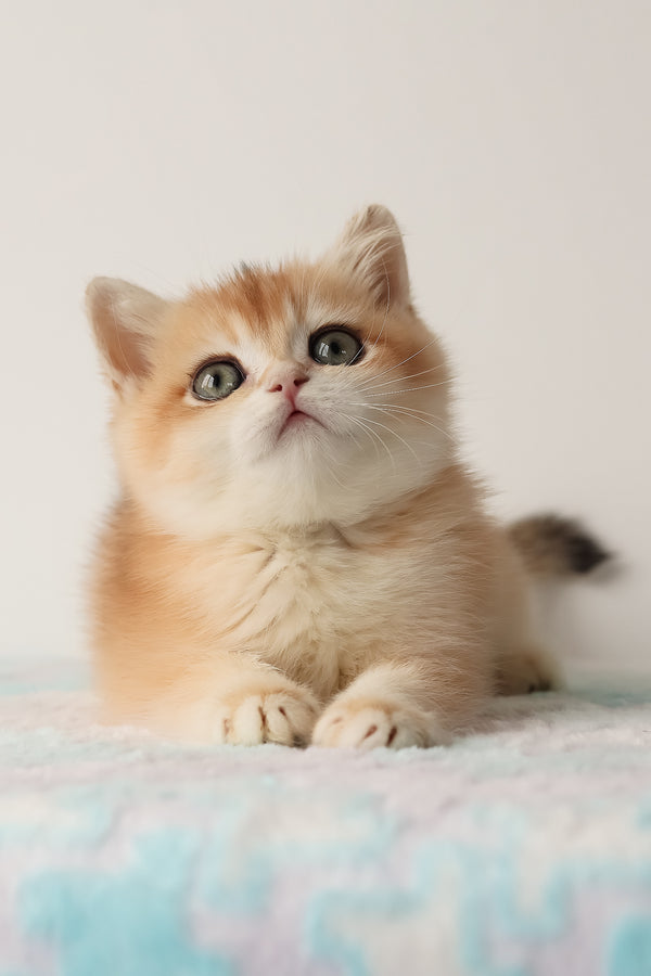 Markiz | British Shorthair Kitten