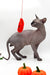 Mars | Canadian Sphynx Kitten