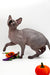Mars | Canadian Sphynx Kitten