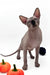 Mars | Canadian Sphynx Kitten