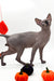 Mars | Canadian Sphynx Kitten
