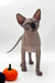 Mars | Canadian Sphynx Kitten