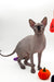 Mars | Canadian Sphynx Kitten