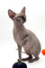 Mars | Canadian Sphynx Kitten