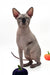 Mars | Canadian Sphynx Kitten