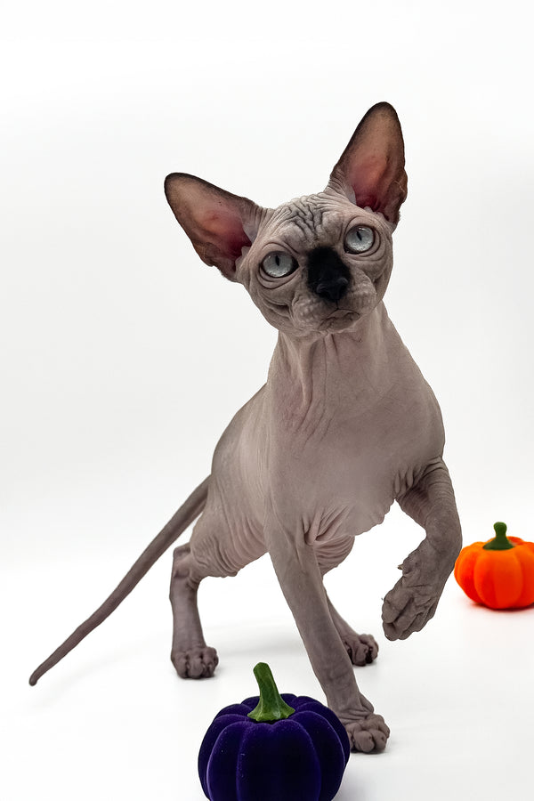 Mars | Canadian Sphynx Kitten