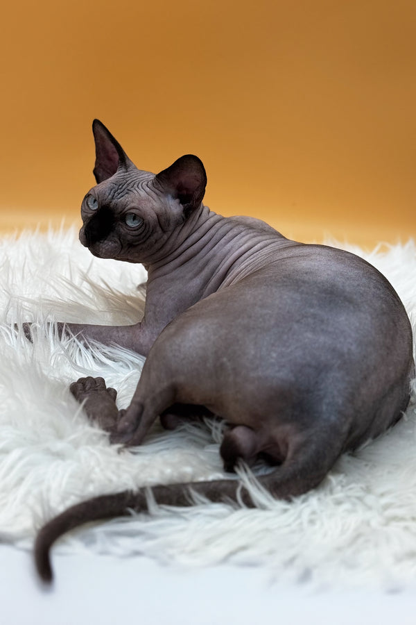 Mars | Canadian Sphynx Kitten