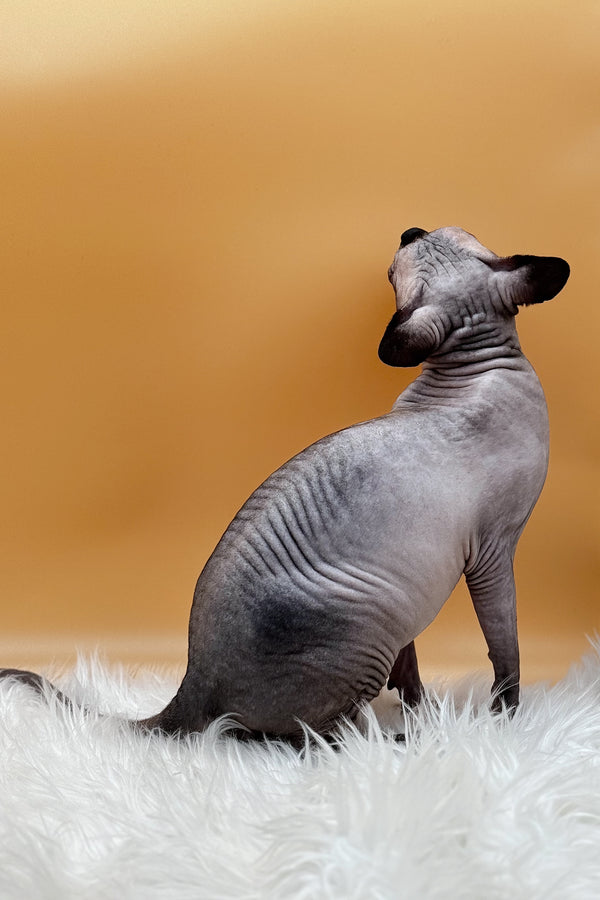 Mars | Canadian Sphynx Kitten