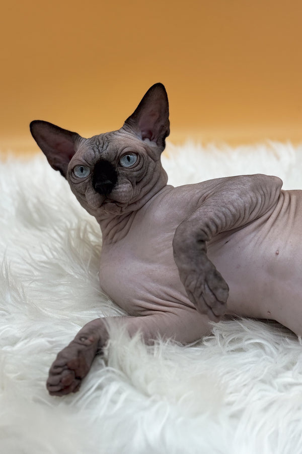 Mars | Canadian Sphynx Kitten