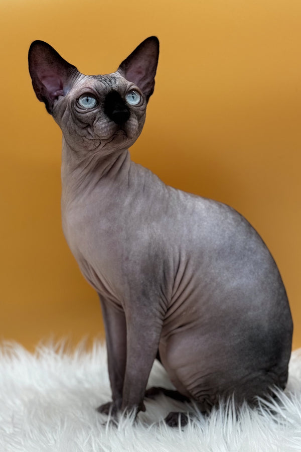 Mars | Canadian Sphynx Kitten