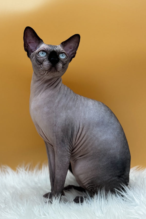 Mars | Canadian Sphynx Kitten