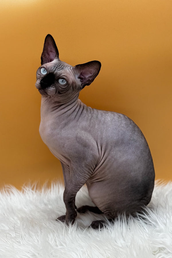 Mars | Canadian Sphynx Kitten