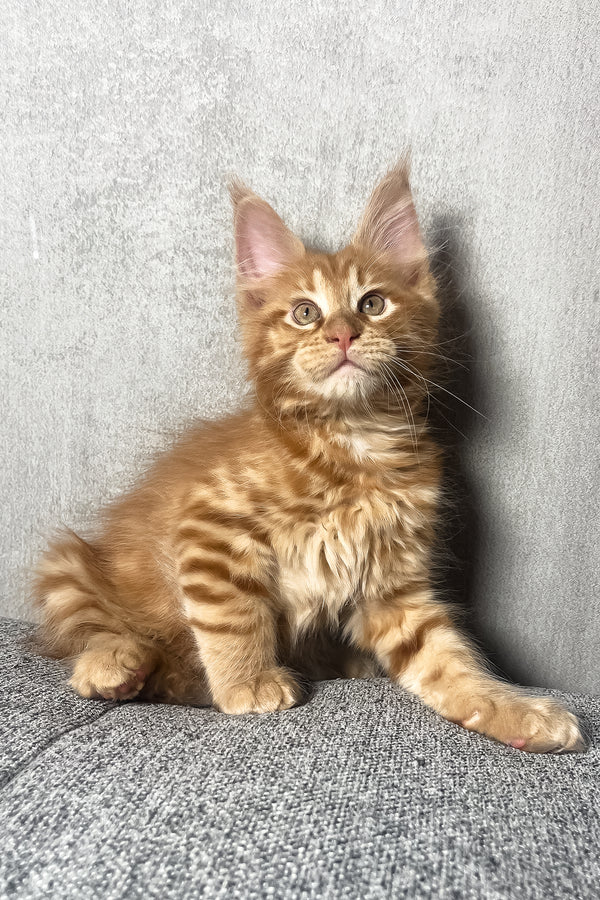 Mars | Maine Coon Kitten