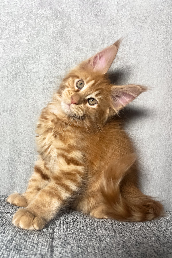 Mars | Maine Coon Kitten