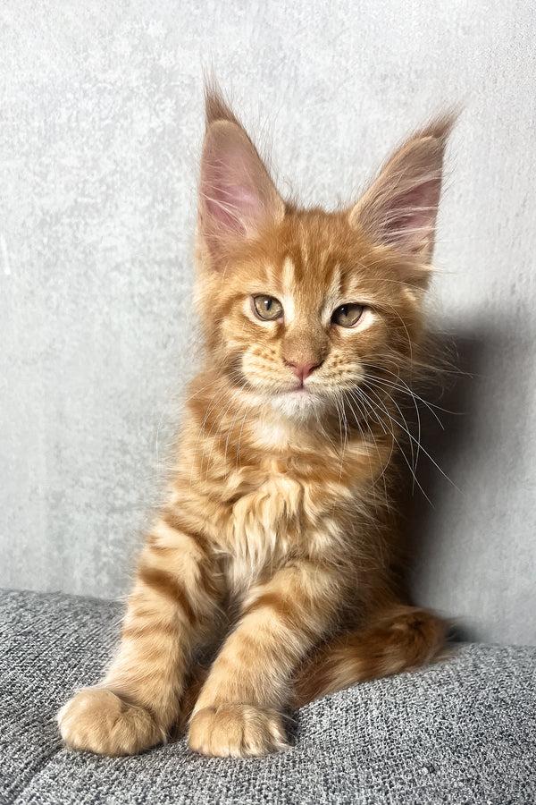 Mars | Maine Coon Kitten