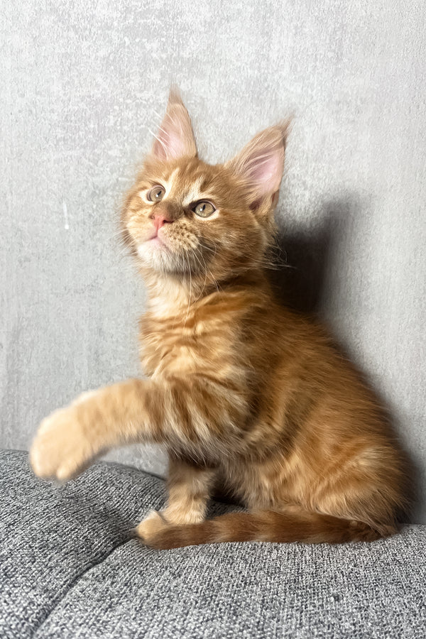 Mars | Maine Coon Kitten