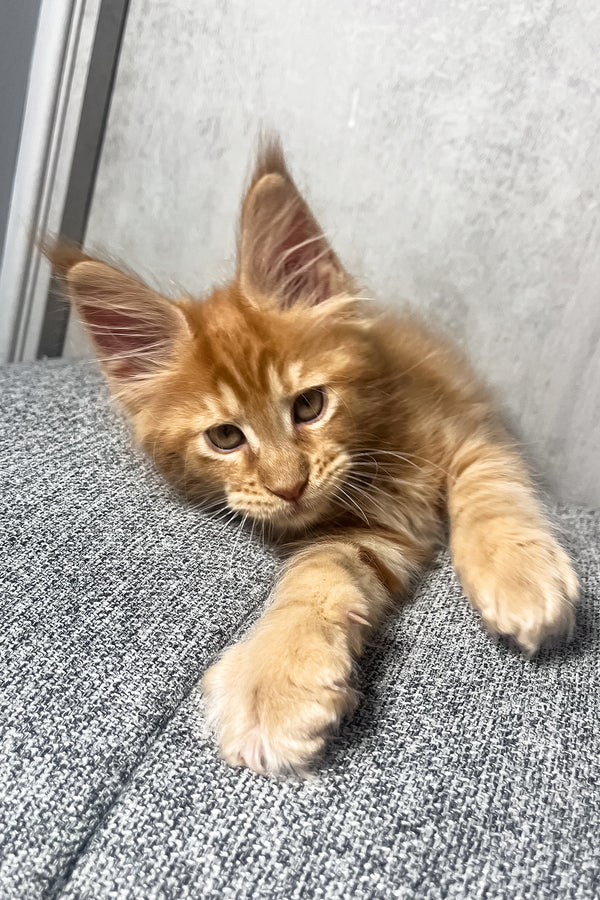 Mars | Maine Coon Kitten