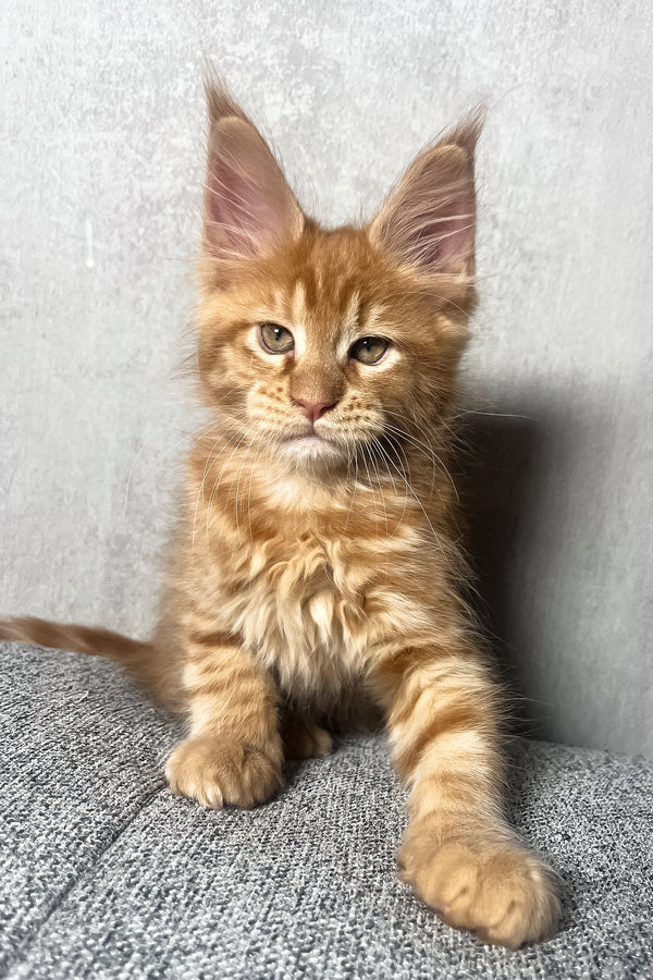 Mars | Maine Coon Kitten