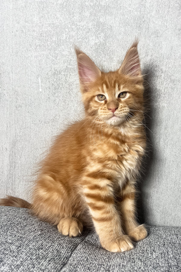Mars | Maine Coon Kitten