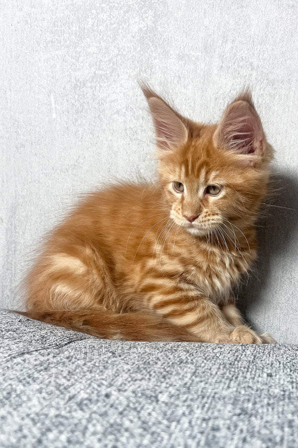 Mars | Maine Coon Kitten