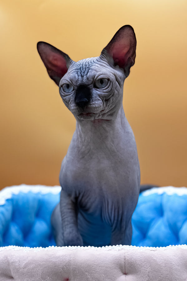 Mars | Canadian Sphynx Kitten