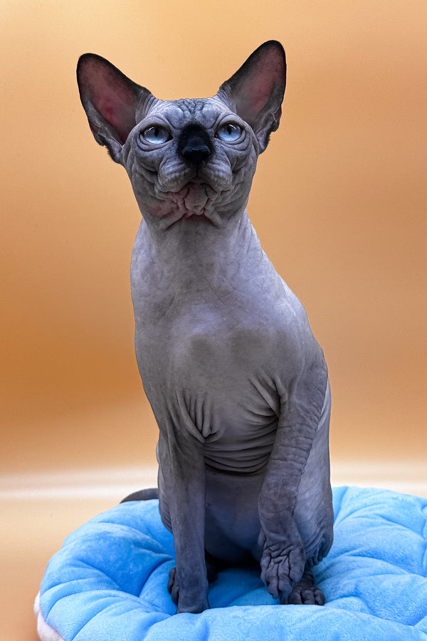 Mars | Canadian Sphynx Kitten
