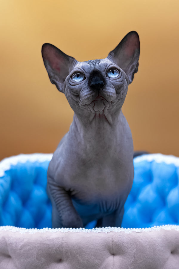 Mars | Canadian Sphynx Kitten