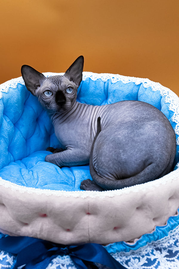 Mars | Canadian Sphynx Kitten