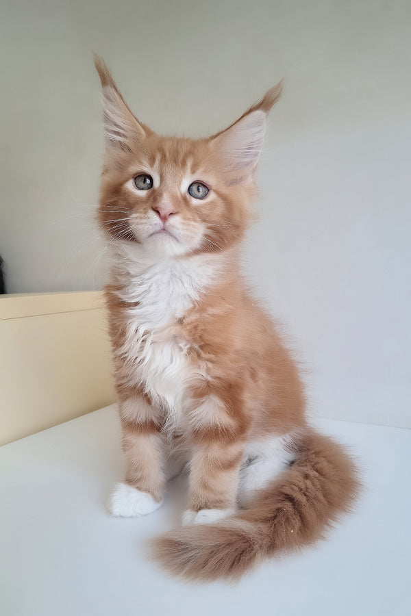 A fluffy orange and white maine coon kitten with striking green eyes sits attentively in mars maine coon kitten product