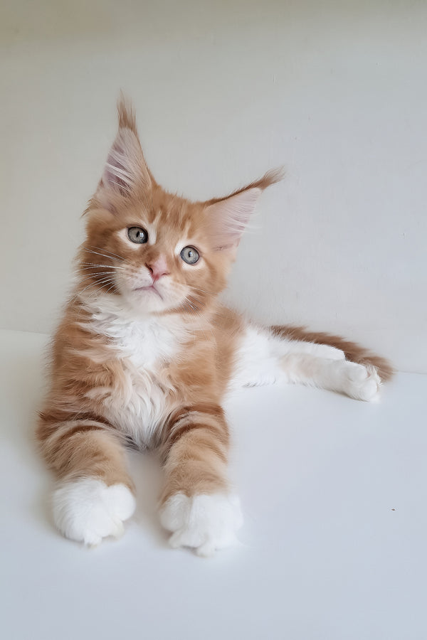 A fluffy orange and white maine coon kitten with striking green eyes perfect for maine coon kitten lovers