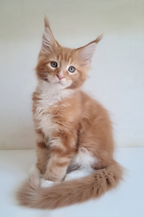 A fluffy orange and white maine coon kitten named mars with striking green eyes perfect for maine coon kitten fans