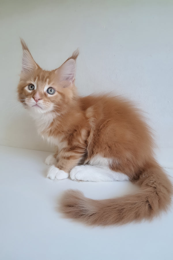 A fluffy orange and white maine coon kitten with striking green eyes in mars maine coon kitten product image