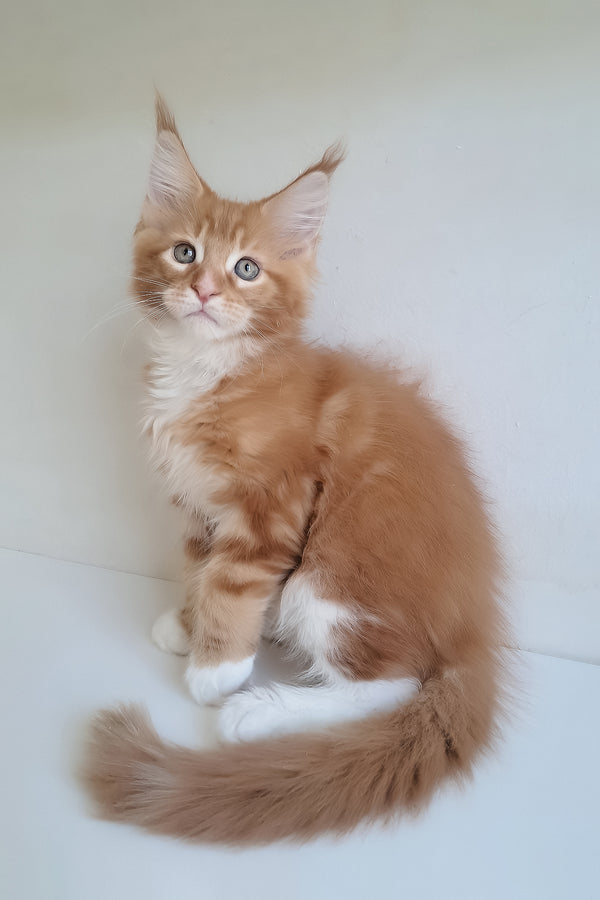 A fluffy orange and white maine coon kitten with striking green eyes sitting attentively for mars maine coon kitten