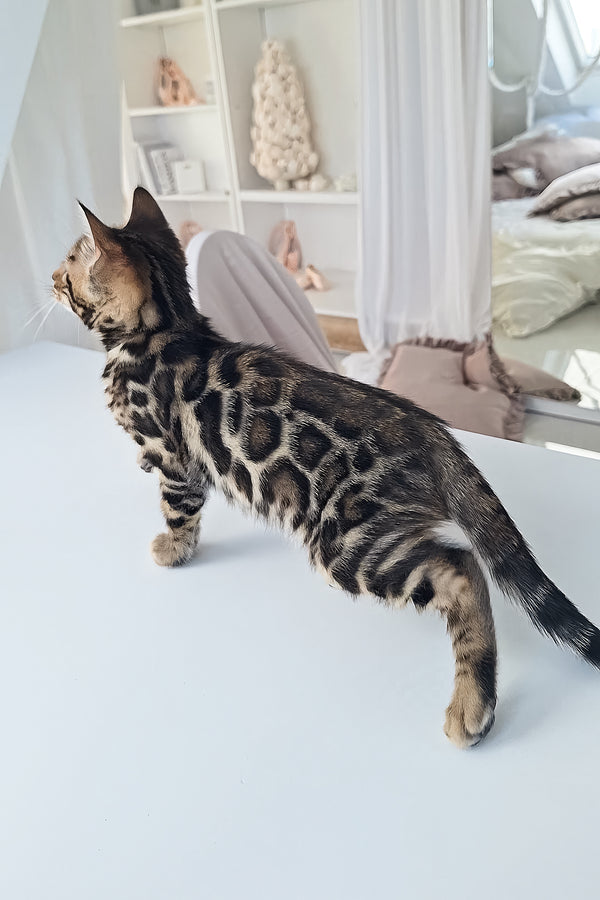 Marseille | Bengal Kitten