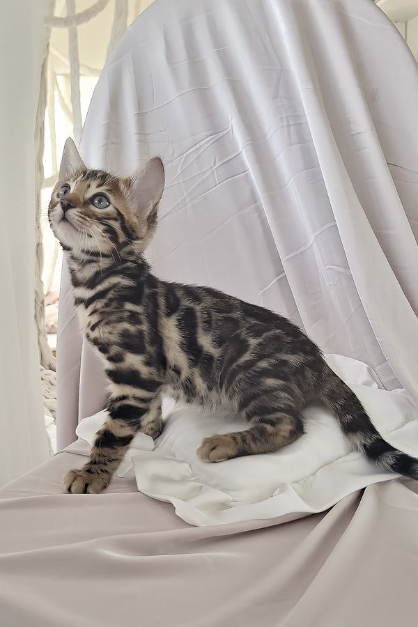 Marseille | Bengal Kitten